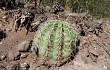 Preview photo Echinopsis albispinosa