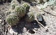 Preview photo Echinopsis albispinosa