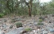 Vista previa de Echinopsis albispinosa