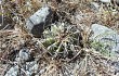 Vista previa de Echinopsis albispinosa