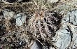 Preview photo Echinopsis albispinosa