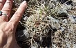 Anteprima di Echinopsis albispinosa