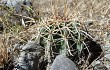 Anteprima di Echinopsis albispinosa