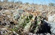 Preview photo Echinopsis albispinosa