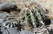 Anteprima di Echinopsis albispinosa