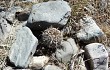 Anteprima di Echinopsis albispinosa