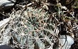 Preview photo Echinopsis ancistrophora