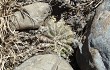 Vista previa de Echinopsis ancistrophora