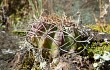 Anteprima di Echinopsis ancistrophora