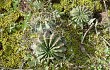 Vista previa de Echinopsis ancistrophora