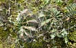 Preview photo Echinopsis ancistrophora