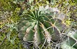 Preview photo Echinopsis ancistrophora