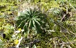 Anteprima di Echinopsis ancistrophora