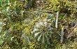 Preview photo Echinopsis ancistrophora