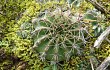 Vista previa de Echinopsis ancistrophora