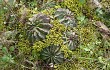 Preview photo Echinopsis ancistrophora