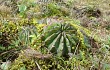 Preview photo Echinopsis ancistrophora