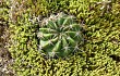 Vista previa de Echinopsis ancistrophora