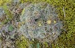 Preview photo Echinopsis ancistrophora