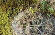 Anteprima di Echinopsis ancistrophora