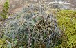 Vista previa de Echinopsis ancistrophora