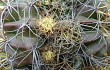 Preview photo Echinopsis ancistrophora