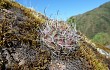 Vista previa de Echinopsis ancistrophora