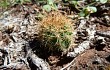 Anteprima di Echinopsis ancistrophora