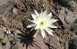 Vista previa de Echinopsis ancistrophora