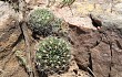 Anteprima di Echinopsis ancistrophora