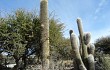 Anteprima di Echinopsis bertramiana