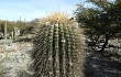 Preview photo Echinopsis bertramiana