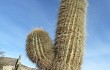 Vista previa de Echinopsis bertramiana