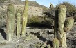 Anteprima di Echinopsis bertramiana