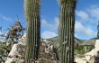 Anteprima di Echinopsis bertramiana