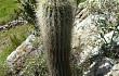 Anteprima di Echinopsis bertramiana