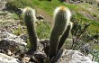 Preview photo Echinopsis bertramiana