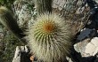 Preview photo Echinopsis bertramiana