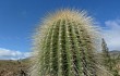 Vista previa de Echinopsis bertramiana