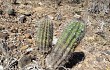 Anteprima di Echinopsis bridgesii