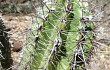 Preview photo Echinopsis bridgesii