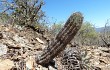 Anteprima di Echinopsis bridgesii