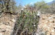 Anteprima di Echinopsis bridgesii