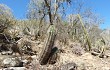 Anteprima di Echinopsis bridgesii