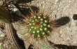 Preview photo Echinopsis bridgesii