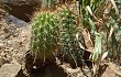 Preview photo Echinopsis bridgesii