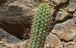 Preview photo Echinopsis bridgesii