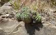 Anteprima di Echinopsis bridgesii