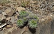 Preview photo Echinopsis bridgesii