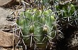 Anteprima di Echinopsis bridgesii